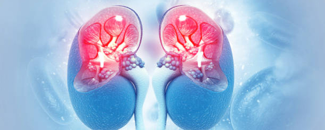 <br>Researchers have linked resistance to treatment for a deadly form of kidney cancer to low mitochondrial content in the cell.....<a href='https://news.ki.se/new-approach-to-treatment-of-deadly-kidney-cancer' target='_blank'>More</a>